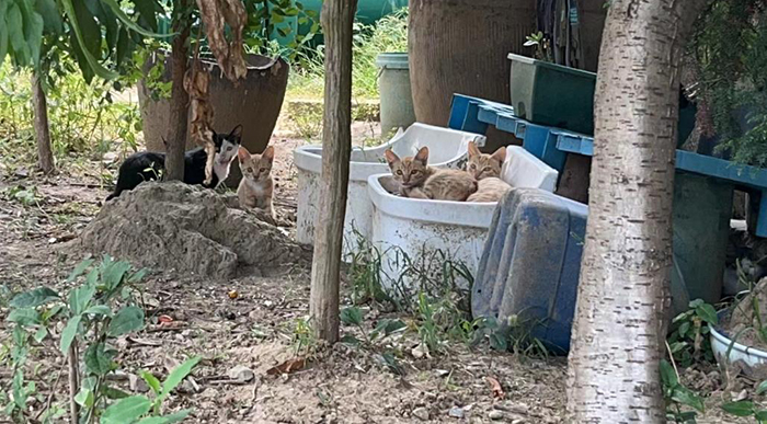 泽顿压力表工厂流浪猫