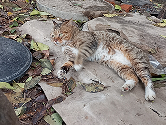 温暖的邂逅：企业食堂与流浪猫的故事